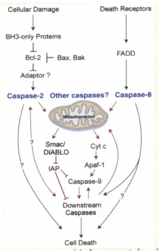 Gambar 1. Mekanisme apoptosis atau  programmed cell death (PCD) yang diinduksi  oleh sel T sitotoksik melalui sinyal mitokondrial 