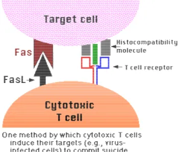 Gambar 2. Satu metode dimana sel T sitotoksik  menginduksi program kematian sel (apoptosis) 