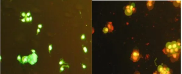 Gambar 4. Efek ekstrak air Pimpinella alpinna menginduksi apoptosis pada sel A549  setelah 24 jam perlakuan dengan sampel uji