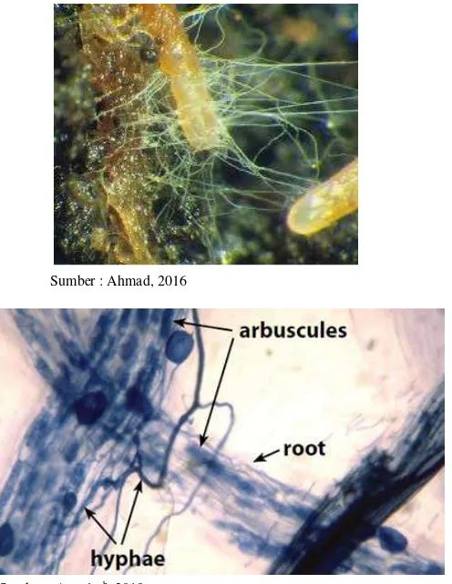 Gambar 2. Infeksi Fungi MVA Pada Akar Tanaman 
