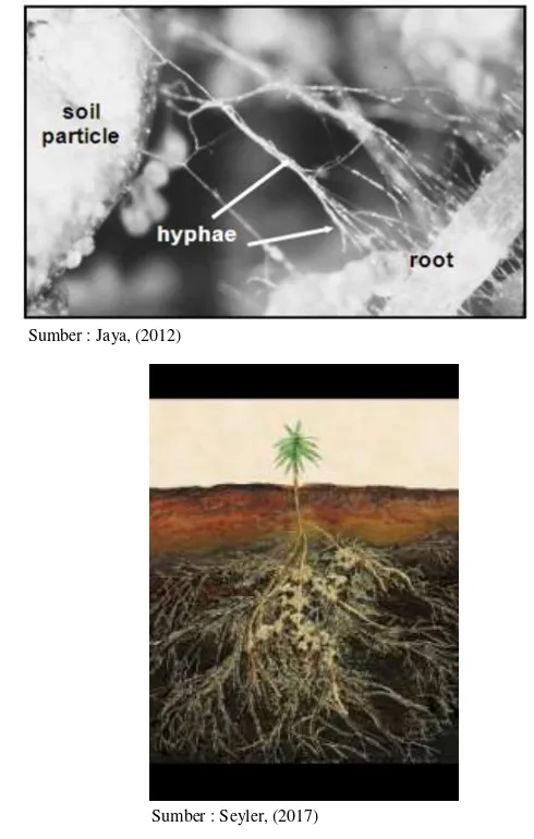 Gambar 4. Ilustrasi Fungi Mikoriza Di Lahan Marjinal 