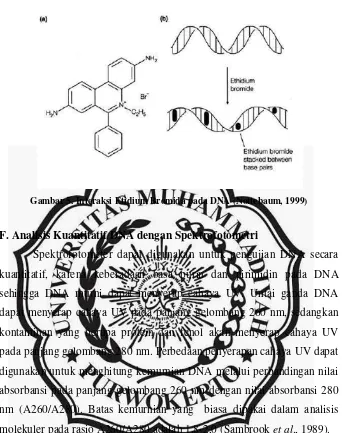 Gambar 5. Interaksi Etidium Bromida pada DNA (Nottebaum, 1999) 