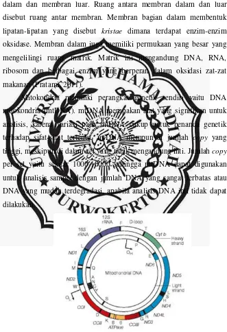 Gambar 1. Susunan gen dari genom mitokondria (Taylor & Turnbull, 2005) 