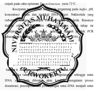 Gambar 4.  Arah pemanjangan DNA (Innis & Gelfand, 1990) 