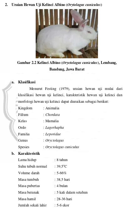 Gambar 2.2 Kelinci Albino (Oryctolagus cuniculus), Lembang, 