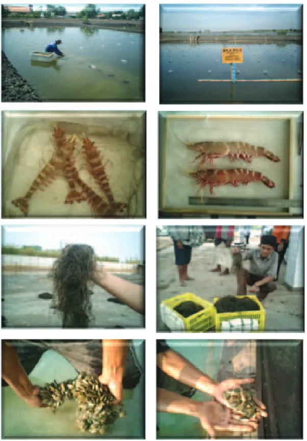 Gambar 6.  Kolam pemeliharaan, rumput laut, ikan nila, udang dan kerang