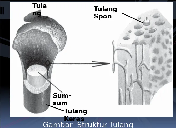 Gambar  Struktur TulangKeras