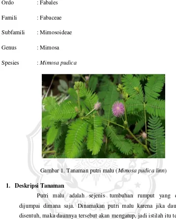 Gambar 1. Tanaman putri malu (Mimosa pudica linn) 