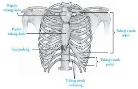 Gambar 4. Tulang dada dan tulang rususk(Sumber: Rochmah, 2009))