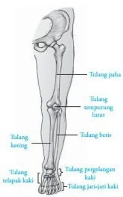 Gambar 6. Tulang pinggul pria dan tulang pinggul wanita(Sumber: Rochmah 2009)