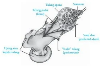 Gambar 8. Tulang pipa