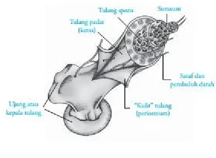 Gambar 8. Tulang pipa