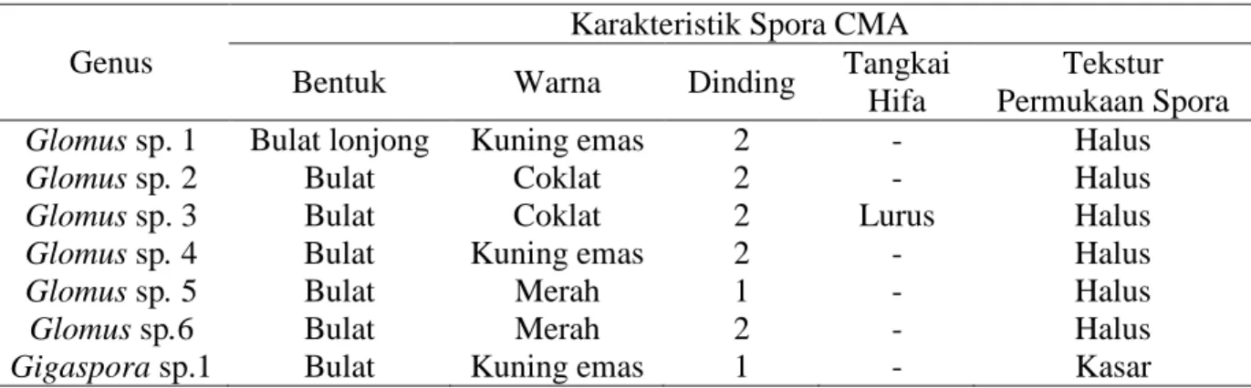 Tabel 2 menunjukkan jumlah karakteristik jumlah spora dari 100 gram sampel tanah pada masing-masing tingkat semai, tiang dan pohon dapat diketahui bahwa jumlah spora genus Glomus sp merupakan jenis yang paling banyak ditemui pada sampel tanah tanaman