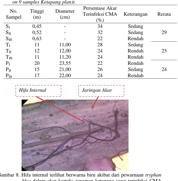 Tabel 4. Persentase akar terinfeksi Cendawan Mikoriza Arbuskula (CMA), tinggi pohon dan diameter batang pada 9 sampel Tanaman Ketapang (The percentage of infected root arbuscular mycorrhizal fungi (AMF), tree height and trunk diameter on 9 samples Ketapang