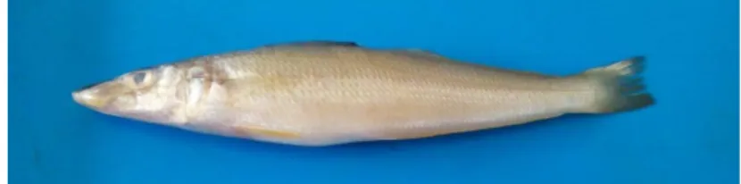 Gambar 1 Ikan Rejung (Sillago sihama)