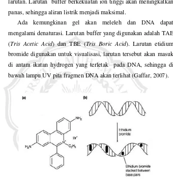 Gambar 1. Proses interkalasi ethidium bromida pada DNA Larutan 