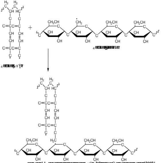 Gambar 3. Reaksi sintesis hidrogel PVAM-g-tapioka (Purwaningsih et al. 2012)