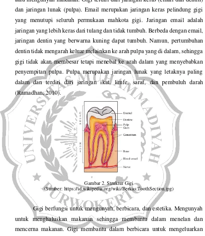 Gambar 2. Struktur Gigi 
