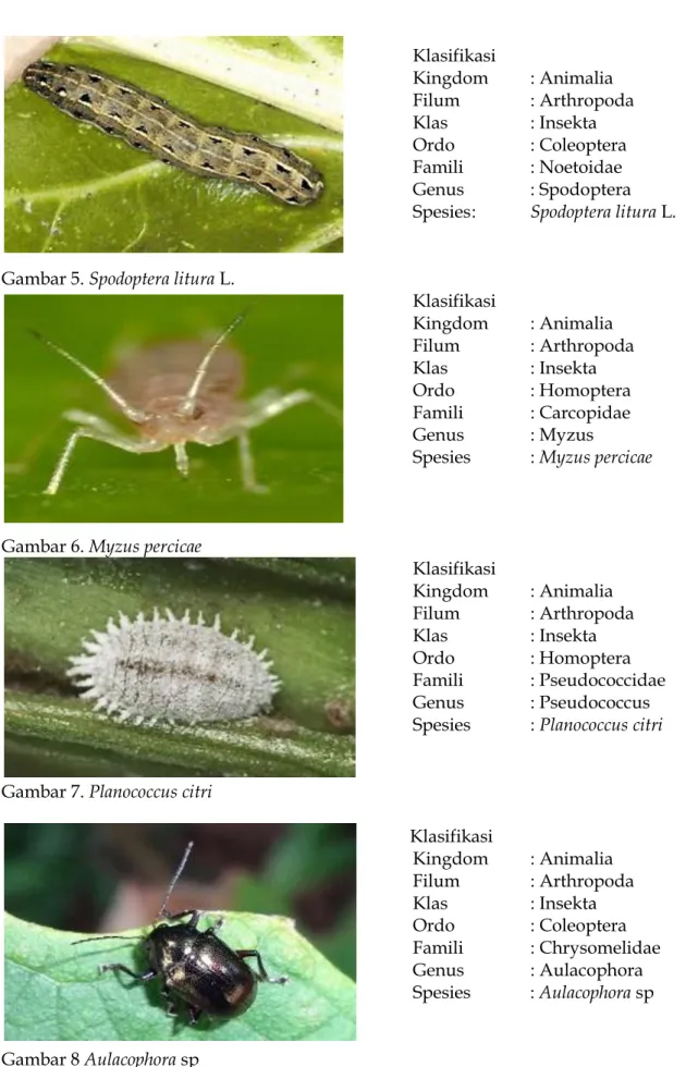 Gambar 5. Spodoptera litura L.  
