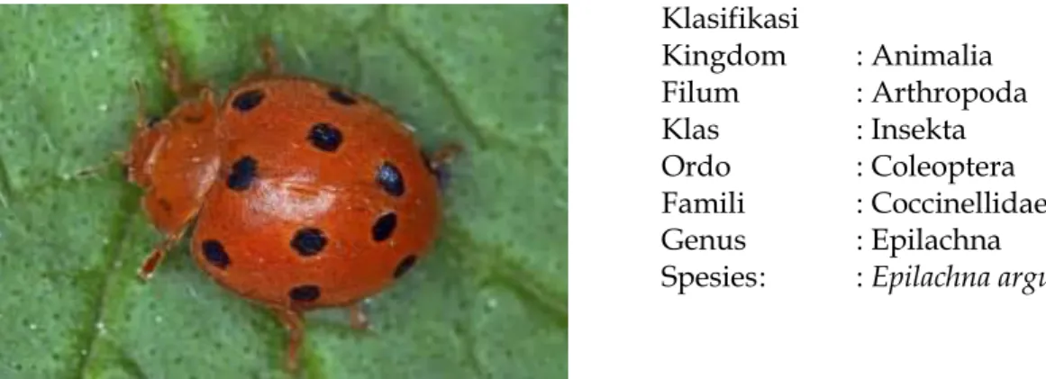 Gambar 9. Epilachna argus  