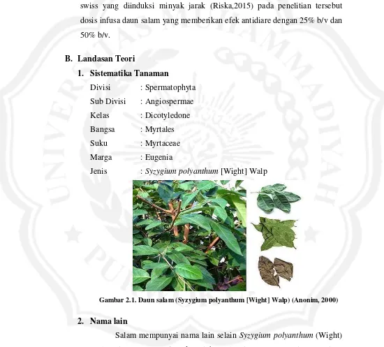 Gambar 2.1. Daun salam (Syzygium polyanthum [Wight] Walp) (Anonim, 2000) 