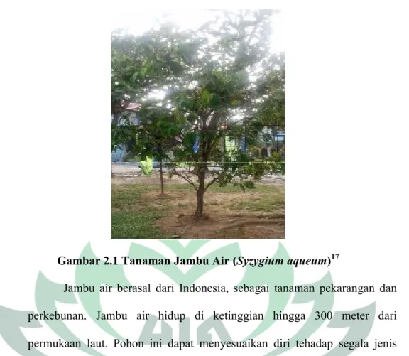 Gambar 2.1 Tanaman Jambu Air (Syzygium aqueum) 17