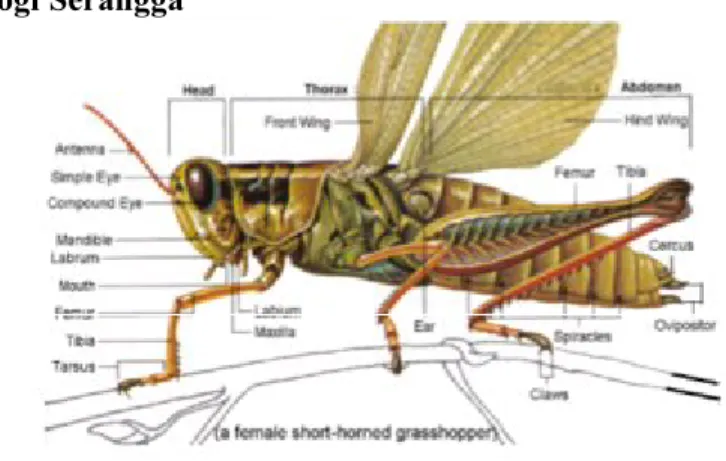 Gambar 2.5. Morfologi Serangga