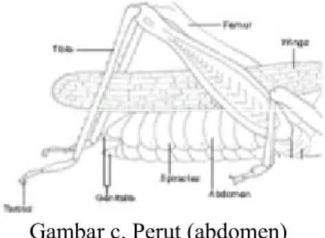 Gambar c. Perut (abdomen)