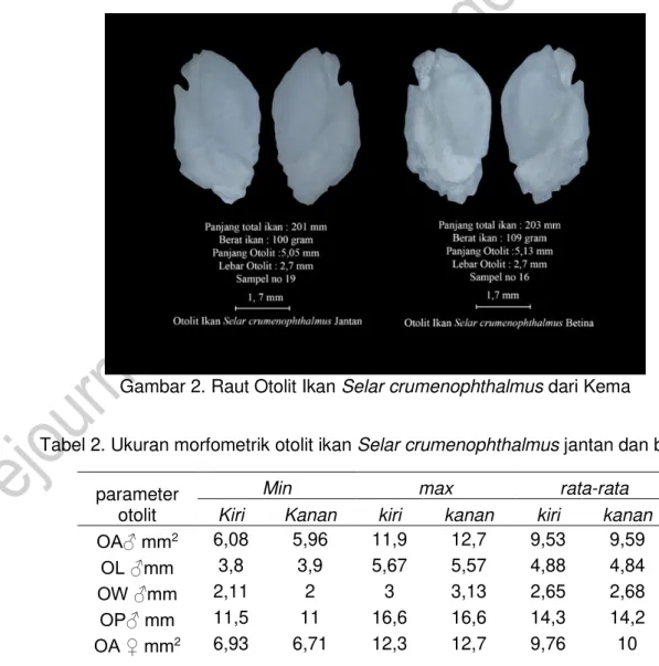 Tabel 2. Ukuran morfometrik otolit ikan Selar crumenophthalmus jantan dan betina  parameter 