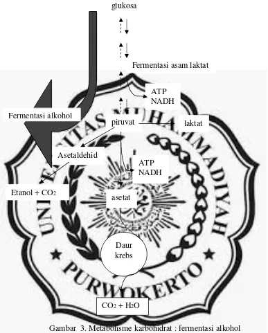 Gambar  3. Metabolisme karbohidrat : fermentasi alkohol 