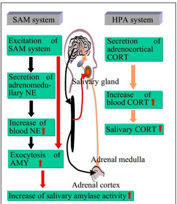 Gambar 1. Sistem Regulasi Hormon 