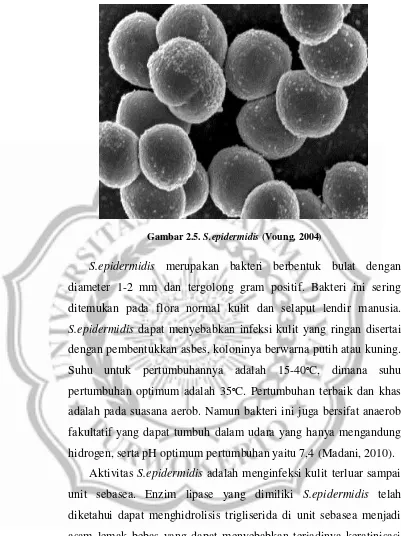 Gambar 2.5. S.epidermidis (Voung, 2004) 