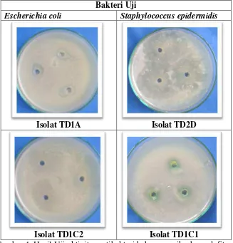 Gambar 4. Hasil Uji aktivitas antibakteri beberapa mikroba endofit 