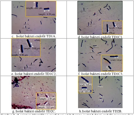 Gambar 2. (Lanjutan) Identifikasi morfologi sel beberapa isolat bakteri endofit menggunakan pewarnaan Gram