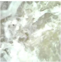 Gambar 4 Foto permukaan serbuk selulosa asetat nata de soya (perbesaran 1000×) 