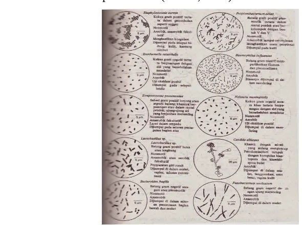 Gambar 3.Morfologi Serta Ciri-CirI Utama Spesies Mikrobe Predominan yang  