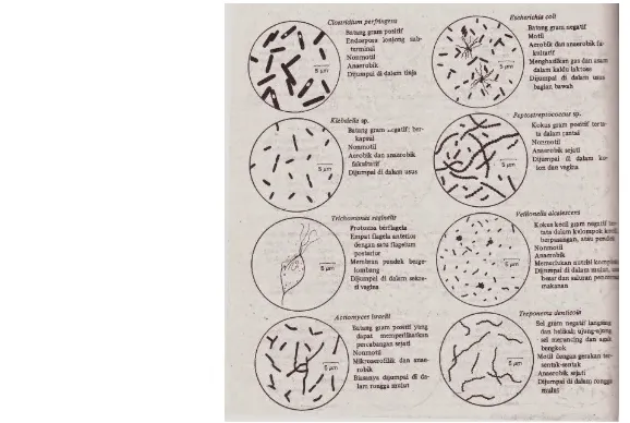 Gambar 4.Morfologi Serta Ciri-CirI Utama Spesies Mikrobe Predominan yang  