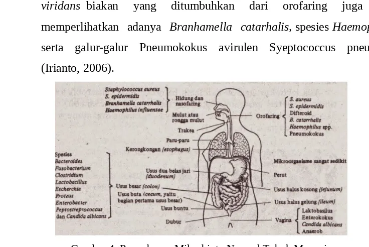 Gambar 4. Penyebaran Mikrobiota Normal Tubuh Manusia