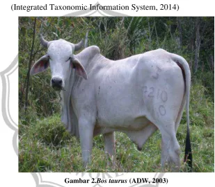 Gambar 2.Bos taurus (ADW, 2003) 