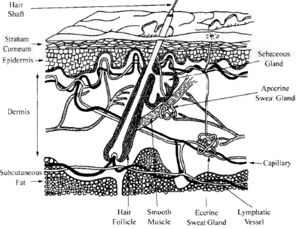 Gambar 2.2 menunjukkan struktur kulit (Washington, et al., 2003). 