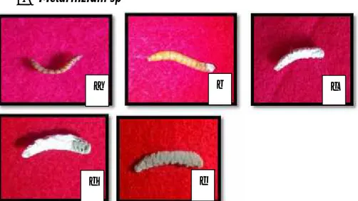 Gambar 5. Tahapan perubahan setelah larva terinfesi cendawan Metarhizium anisopliae (a)