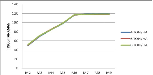 Gambar 1: Grafik pertumbuhan tinggi tanaman pada galur  KF42-4-3