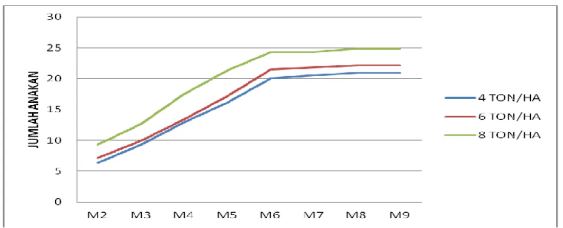 Gambar 4: Grafik pertumbuhan jumlah anakan  pada galur SF5-24