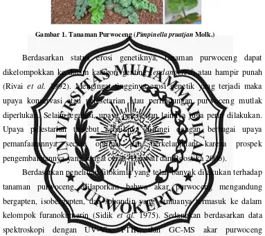 Gambar 1. Tanaman Purwoceng (Pimpinella pruatjan Molk.)