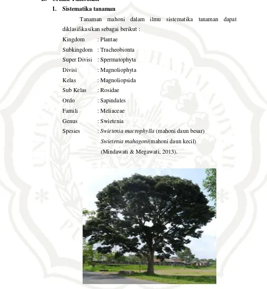 Gambar 1. Pohon mahoni  