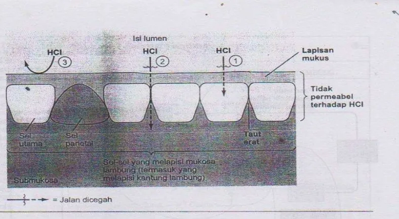 Gambar 2.2 Sawar mukosa lambung.