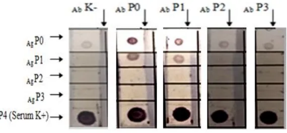 Gambar 6. Hasil uji dot blot reaksi spesifikasi antigen-antibodi  pada membran nitroselulose [ Ab K- (Antibodi serum darah kontrol), Ab P0 (Antibodi tanpa pemanasan), Ab P1 (Antibodi pemanasan 70°C), Ab P2 (Antibodi pemanasan 80°C), Ab P3 (Antibodi pemanasan 100°C), Ag P0 (Antiigen tanpa pemanasan), Ag P1 (Antigen pemanasan 70°C), Ag P2 (Antigen pemanasan 80°C), Ab P3 (Antigen pemanasan 100°C), Ag  P4 (Antigen serum darah kontrol)] 
