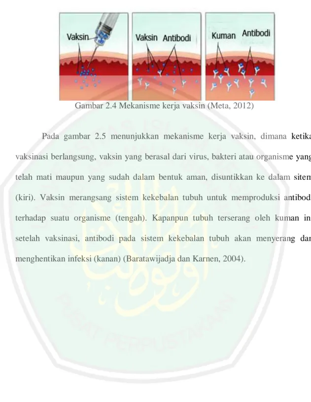 Gambar 2.4 Mekanisme kerja vaksin (Meta, 2012) 