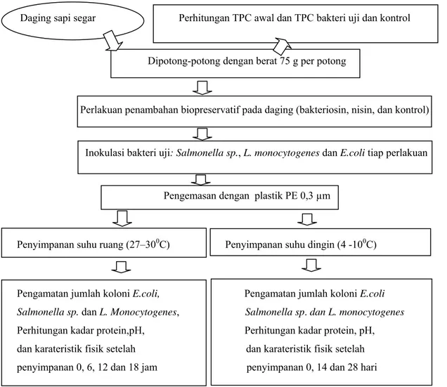 Gambar 1. Diagram alir perlakuan aplikasi bakteriosin dan nisin sebagai  biopreservatif pada daging sapi segar pada penyimpanan di  suhu dingin dan suhu ruang 