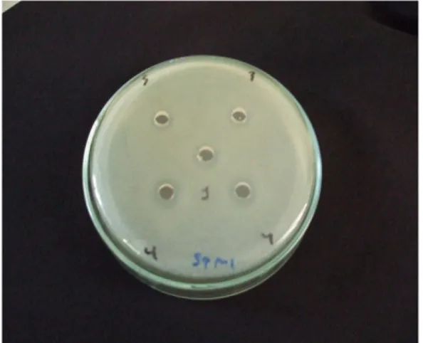 Gambar 2b. Zona Bening pada Bakteri Uji E. coli  Keterangan: Diameter sumur 6 mm 